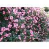 薔薇