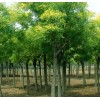 求購(gòu)12公分國(guó)槐，