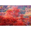 求購7公分紅葉榆
