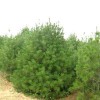 求購白皮松冠2米5