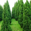 求購70公分高小龍柏15000棵，要求美植袋或營養(yǎng)杯