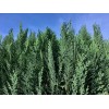 求購2.5側伯一級貨