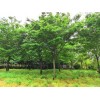 米徑15紅櫸樹