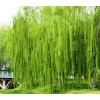求購柳樹
