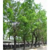 求購桃花芯15-16分殺頭貨