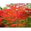 美國紅楓五公分
