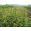 求購胸徑15公分茶條槭2棵，