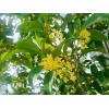 求購30測量14斷根桂花
