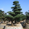 求購:地徑20公分以上造型五針松4棵