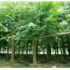求購三角楓30公分