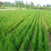 求購1.5米高蜀快