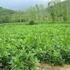 求購馬褂木苗