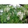 渝求購(gòu),兩公分的刺槐樹(shù)