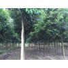 求購7公分發冒1--2年冒女真