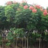 求購(gòu)營(yíng)養(yǎng)杯欒樹地徑1.5公分