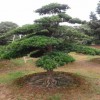 求購2棵七、八公分的羅漢松