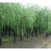 求購14公分旱柳兩三年帽