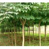 求購14公分七葉樹