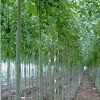 求購2千多棵十二公新疆楊