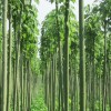 求購15公分青桐