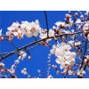 山桃7公分，2年以上帽