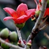 矮桿絲棉木球6公分以上