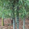 求購米徑5公分元寶竹