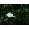求購廣玉蘭 桿徑:12-12公分； 分枝點:180-180厘米