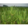 求購21u+2718}21杯80-1.2高 通風(fēng)道樟子松最好是朔州 大同附近貨源
