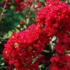 求購品種紅花紫薇