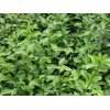 大量求購60 到80的衛(wèi)矛