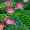 求夠2公分合歡，15公分土球，5000棵