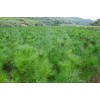 甘肅陜西求購(gòu)7米油松