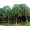 求購12公分香樟