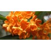求購桂花樹:規格要求:1.2米量19公分