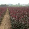 現款求購 9公分的紫葉矮櫻