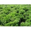 求購海桐70高度蓬頭70