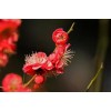 求購：18公分紅梅
