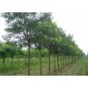 求購(gòu)20半冠國(guó)槐