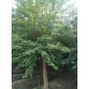 求購12公分三角楓65棵