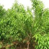 求購四公分山桃