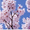 求購12的早櫻，分枝1米左右