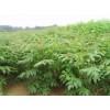 求購(gòu)5公分苦欒170顆