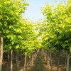 求購14公分的復葉槭