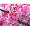 櫻花!