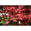 求購紅楓