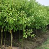 求購(gòu)香樟12分袋苗