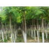 求購(gòu)老白蠟，平頭兩年冒