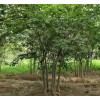 求購叢生樸樹，叢生地徑15公分紅果冬青