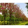 求購10公分香花槐